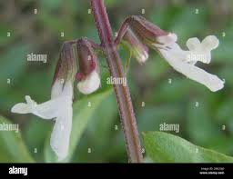 Image result for Orthosiphon schimperi