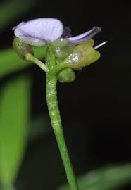 Image result for Murdannia simplex
