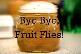 Suburban Turmoil Fruit Flies Cleaning Hacks Diy Cleaning Products
