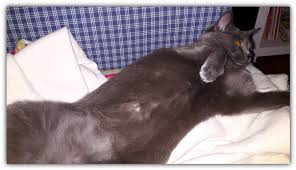 Wann kann ich mich nach einem eingriff wieder voll belasten? Nabelbruch Bei Katzen Behandlung Und Op Cat S Taste Blog