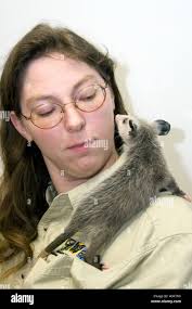 Baby opossum hi-res stock photography and images