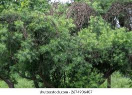 Image result for Podocarpaceae