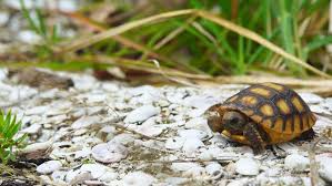 Polyphemus is threatened by predation and habitat destruction. Gopher Tortoise Gopherus Polyphemus Baby Stock Footage Video 100 Royalty Free 17485411 Shutterstock