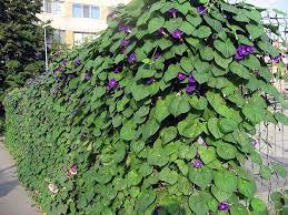 We did not find results for: Fence Full Of Morning Glory Hinterhof Pflanzen Hintergarten Hinterhof Privatsphare