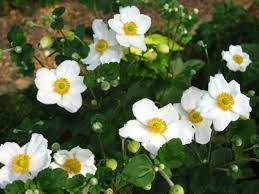 Anemoni Zobrazhennya Anemone Japanese Anemone Flower Images