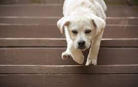 Symptoms Of A Dog Who Fell Down The Stairs Cuteness