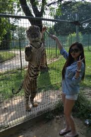 Ride on horses, camels and elephants. Safari Wonderland Tiger Encounter01 A Famosa S Blog