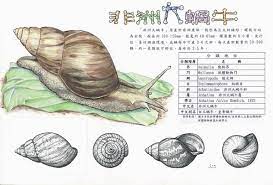 For faster navigation, this iframe is preloading the wikiwand page for 蝸牛. åœ‹ç«‹è‡ªç„¶ç§'å­¸åšç‰©é¤¨ ç¬¬äºŒå é„­èŒ¹æ–¹