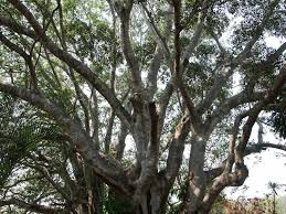 Image result for Ficus obliqua