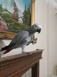 Eskisehir Papagan Adli Kullanicinin African Grey Parrot Panosundaki Pin