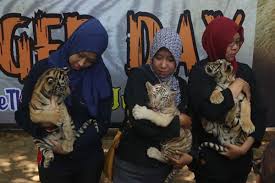 Nomor seluler hanya memiliki kode registrasi. Rawat 15 Macan Bonbin Mangkang Habiskan 800 Kg Daging