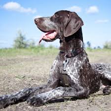Cancer is among the most reported diseases affecting the german shorthaired pointer, according to the german shorthaired pointer club of america.hip dysplasia, a condition whereby the thighbone doesn't fit properly into the hip joint, affects the gsp, as it does. German Shorthaired Pointer Facts Wisdom Panel Dog Breeds