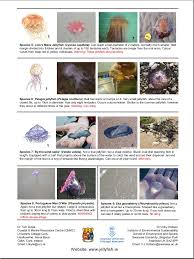 how to identify common jellyfish id charts loneswimmer