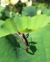 Image result for Lepidagathis eriocephala