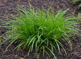 Image result for Carex cognata