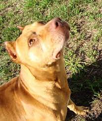 1,512 likes · 15 talking about this. Http Www Apbt Online Pedigrees Com Modules Php Name Publ Flickr