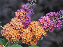 Pin By Junniffier Florendo On Flowers Plants Trees Butterfly Bush Flowering Shrubs Plants