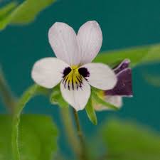 Image result for Violaceae