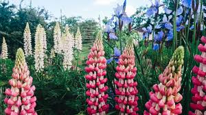 Woher weiß wann blühen blumen? Lupinen Aus Dem Garten