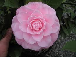 Nuccio S Cameo Camellia Japonica Camellia Pink Dogwood Tree Pink Flowers