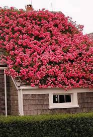 Roof With A Whole Lot Of Flowers Beautiful Roses Rose Garden Landscape Rose Garden