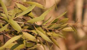 Image result for Olea chimanimani