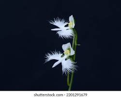 Image result for Habenaria edgarii