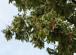 Image result for Anacardiaceae