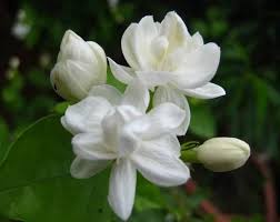 Jasmine Cicek Bitki Gardenias