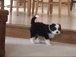 Löwchen are true companion dogs. Maltese Vs Lowchen Breed Comparison Mydogbreeds