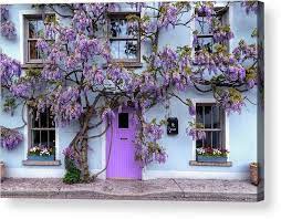 Wisteria Tree House Inistioge Ireland Acrylic Print By Fergal Gleeson In 2021 Wisteria Tree Wisteria Plant Wisteria