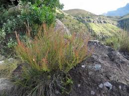 Image result for Erica woodii