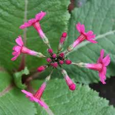 It thrives in cool humid situations such as stream sides, edges of ponds and damp hollows where it will spread by self sown seedlings when conditions remain moist, thereby extending. Primula Plants And Species Primula And Auricula Plants For Sale Australian Nurseries Online