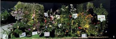 Image result for Tridactyle virginea