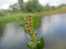 Image result for Potamogeton richardii