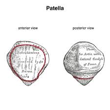 Image result for Patella aspera