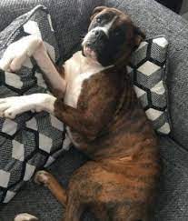 Pitbull puppy photos puppies for adoption in il adoption the act of accepting with approval; 4 Best Boxer Breeders In Illinois 2021 We Love Doodles