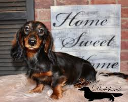 Long haired red dachshund | cute doxie cartoon dog barely there iphone 6 case dachshund costume, dachshund funny humor, dachshund sweater #dachshundsappreciation #dachshundsdownunder #dachshundshop, back to school, aesthetic wallpaper, y2k fashion. Red Sable Longhair Elegant Dachshunds Dachshund Long Red Hair Pets