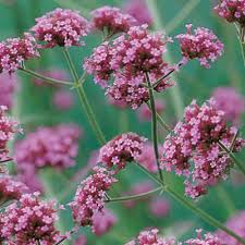 Image result for foto verbena