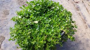 Image result for Bacopa monnieri