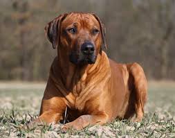 Ask streetdogmillionaires a question #ridgebacks #rhodesian ridgebacks #ridgebacks are muscle chalos #i may or may not be a member of a couple different ridgeback history groups #i think. Rhodesian Ridgeback Home Facebook
