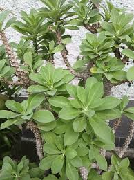 Image result for Digitaria abyssinica