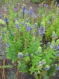 I've been growing the blue lobelia the past several years. Lobelia Siphilitica Great Blue Lobelia Blue Cardinal Flower Cardinal Flower Native Plant Gardening Sun Perennials