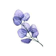 Album nothing rhymes with woman. Watercolor Transparent Branch With Leaves Hand Drawn Illustration Isolated On White X Ray Leaf Twig Stock Illustration Illustration Of Hand Artistic 171035120