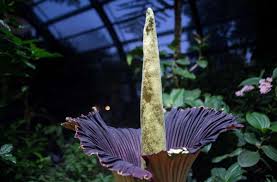 Titanenwurz, amorphophạllus titanum, auf sumatra heimisches aronstabgewächs der gattung amorphophallus; Titanenwurz An Der Universitat Hohenheim Die Grosste Blume Der Welt Erbluht In Stuttgart Stuttgart Stuttgarter Zeitung