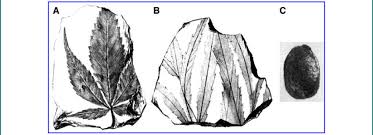 Image result for Humularia