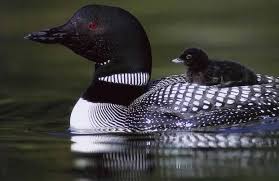15 Dalgic Kusu 7 Continents Bird Animals