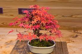 12 year old unique japanese maple acer palmatum 1 1/4 inch bonsai. Japanese Red Maple Bonsai Trees How To Grow And Care Florgeous