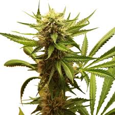 Afghani indica seeds were brought to the northwest u.s. Northern Light Cannabissamen Royal Queen Seeds