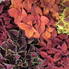 Image result for Coleus zombensis